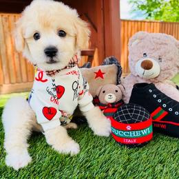 ACE - Champagne male Maltipoo puppy in Sugar Land, Texas from Celebrity Maltipoos