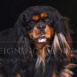 Oskar - Cavalier King Charles Spaniel