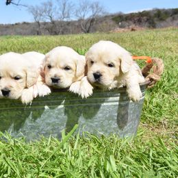 Golden Retriever Puppies from Rockinbfarms
