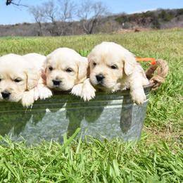 Golden Retriever Puppies from Rockinbfarms