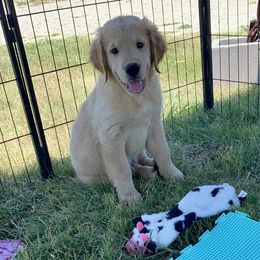 Carmel AKC boy - Golden male Golden Retriever puppy in Joshua, Texas from 3 Gun Retrievers