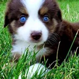 Miniature Australian Shepherds and Toy Australian Shepherds from Long's lil Aussies