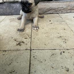 Boy 1 - Fawn male Pug puppy in Brooksville, Florida from Windsorsprings