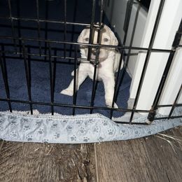 Poodle Puppies from Tyler Family Poodles