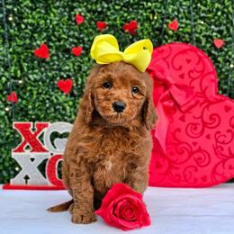 Rosie's Yellow Girl - female Goldendoodle puppy in Kountze, Texas from Texas Doodles LLC