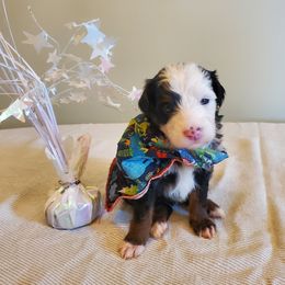 Leo - Black and white male Sheepadoodle puppy in Bellevue, Iowa from Fluffy Wonders Poms and Doodles