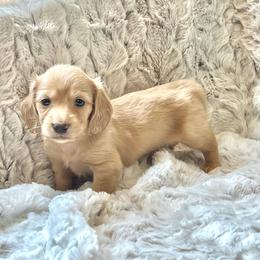 Fred - Cream male Dachshund puppy in Casper, Wyoming from Daisy's Doxies