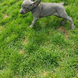 Weimaraner Puppies from Miller's Weimaraners