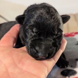Dk Green - Black German Shepherd puppy in Morton, Illinois from Kürbisstadt Kennels