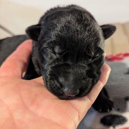 Dk Green - Black German Shepherd puppy in Morton, Illinois from Kürbisstadt Kennels