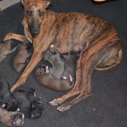 Whippet Puppies from Horsetooth Whippets