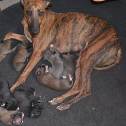 Whippet Puppies from Horsetooth Whippets