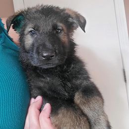 Boy 5 - Sable German Shepherd puppy in Wellington, Colorado from Altvater German Shepherds