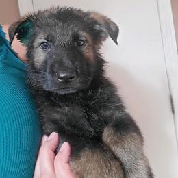 Boy 5 - Sable German Shepherd puppy in Wellington, Colorado from Altvater German Shepherds