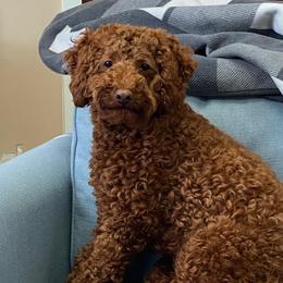 Cavachons, Cavalier King Charles Spaniels, Cavapoos, and Goldendoodles from Manoka's Honeybee