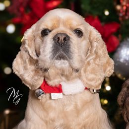 Cocker Spaniels from Once Upon a Time Cockers