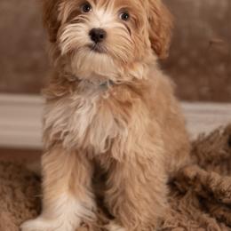 Turquoise Boy Toy Size - Apricot male Goldendoodle puppy in Dallas, Texas from Bishop Golden Doodles