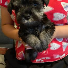 Blue Collar Boy - Salt and pepper male Miniature Schnauzer puppy in Upland, California from Rising Minis of Upland