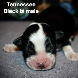 Tennessee - Black & white male Australian Shepherd puppy in El Dorado Springs, Missouri from HP Aussie Kennels