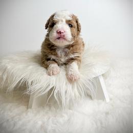 Mr. Burns - Red male Bernedoodle puppy in Otisville, Michigan from Danie’s Darling Doodles LLC