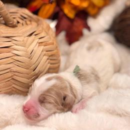 Harvest - Parti female Goldendoodle puppy in Washington, Utah from Elsie Lane Doodles