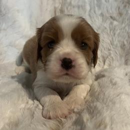 Scrappy Doo - Blenheim male Cavalier King Charles Spaniel puppy in Eastvale, California from Furever After Cavaliers