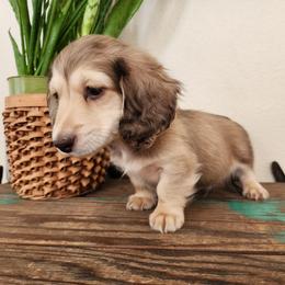 Cobain - Cream male Dachshund puppy in Lindsay, California from Lewis Creek Dachshunds