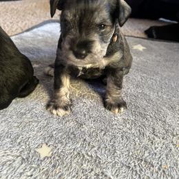 Miniature Schnauzer Puppies from Chantel's Miniature Schnauzers