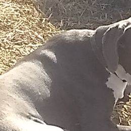 Memphis - Great Dane