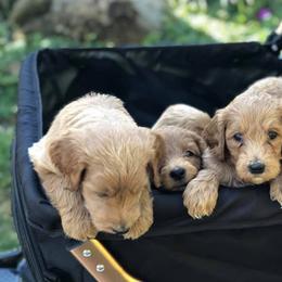 Goldendoodles from Teddy Bear Doodles