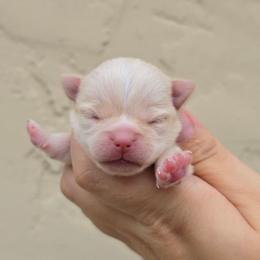 Boy 1 - Cream male Chihuahua puppy in Vineland, New Jersey from Royal Companion's