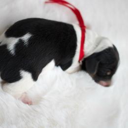 Peter - Piebald male Dachshund puppy in Morrow, Ohio from Courtney’s Colorful Doxies