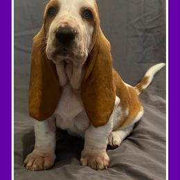 Girl 1 - Basset Hound puppy from Pawmetto Hounds
