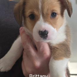 Pembroke Welsh Corgi Puppies from Desilu Corgis