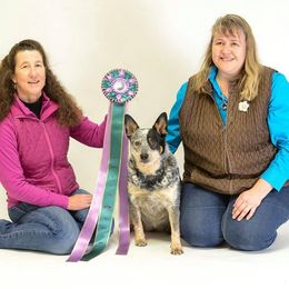 Australian Cattle Dog and French Bulldog Puppies from Sugarloaf French bulldogs and Australian cattle dogs
