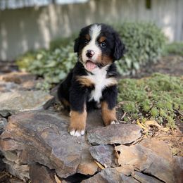 Bernedoodle and Bernese Mountain Dog Puppies from Bernese By Barzees