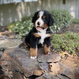 Bernedoodle and Bernese Mountain Dog Puppies from Bernese By Barzees