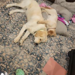 Goldendoodle and Golden Retriever Puppies from A Golden Summer