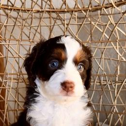 Blitzen - Brown and white female Bernedoodle puppy in Pueblo, Colorado from Doodles of the Rockies