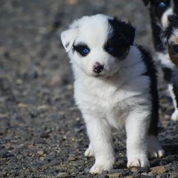 Panda - Black & white male Australian Shepherd puppy in Prineville, Oregon from KC’s Aussies