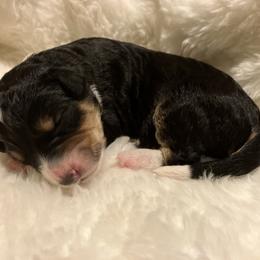 Boy 3 - male Aussiedoodle puppy in Orange Cove, California from Sand Creek Ranch Aussiedoodles