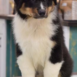Timone - Black tri-color male Australian Shepherd puppy in Sedalia, Missouri from Affinity Aussies