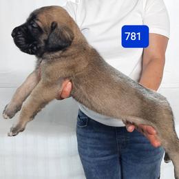 AKC PUP 781 - Fawn male Mastiff puppy in Ava, Missouri from Ozark Mountain Mastiffs