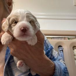 Antonio - Buff and white male Cockapoo puppy in Sewell, New Jersey from Della Luna Cocker Spaniels and Cockapoo Puppies