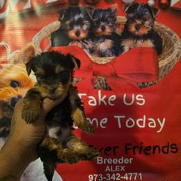 Silky Terrier puppies from Fur-Ever Friends