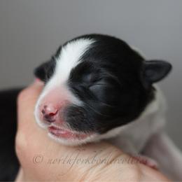 Sith - Black and white female Border Collie puppy in Kalispell, Montana from North Fork Border Collies