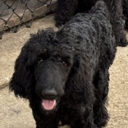 King - Black male Poodle puppy in Ormond Beach, Florida from Shooting Star Standard Poodles