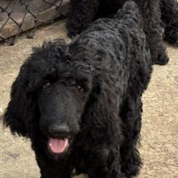 King - Black male Poodle puppy in Ormond Beach, Florida from Shooting Star Standard Poodles