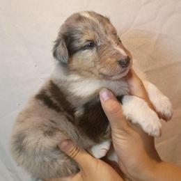 Girl 1 teal Oakley - Blue merle and white female Collie puppy in Salem, Indiana from Living Blessed Collies