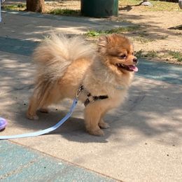 Jupiter - Orange sable male Pomeranian puppy in Los Angeles, California from Lucky Poms of LA